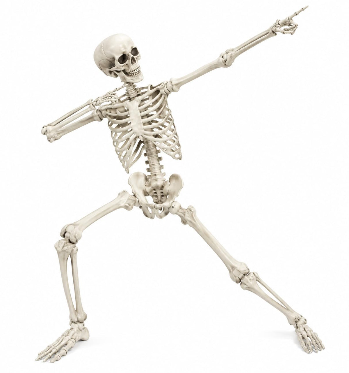 Life Size Poseable Skeleton Prop T1147