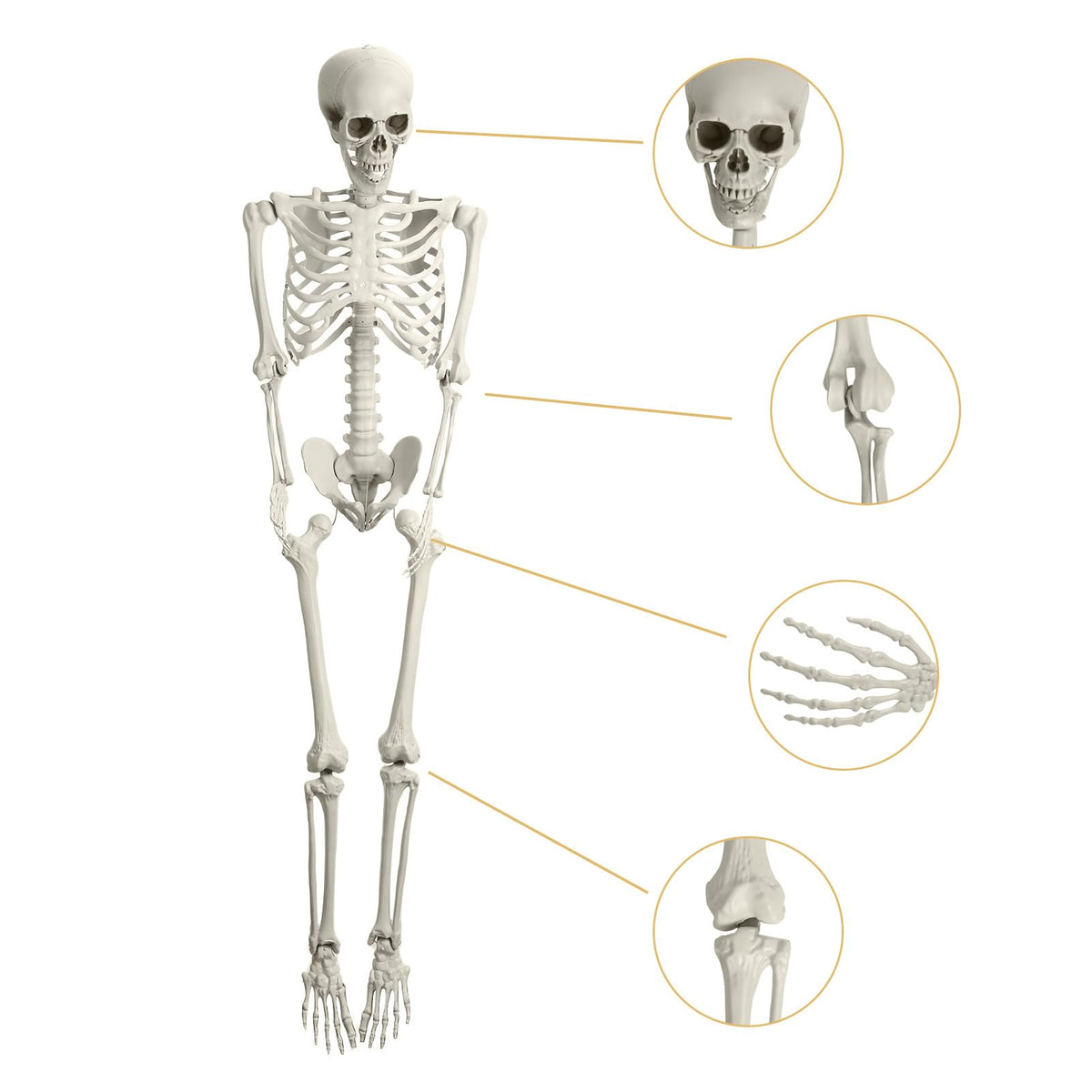 Life Size Poseable Skeleton Prop T1147